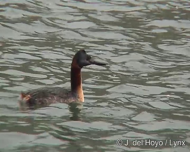 Great Grebe - ML201313001