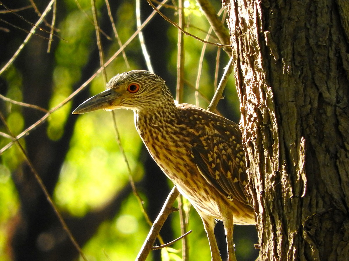 Yellow-crowned Night Heron - Van Remsen