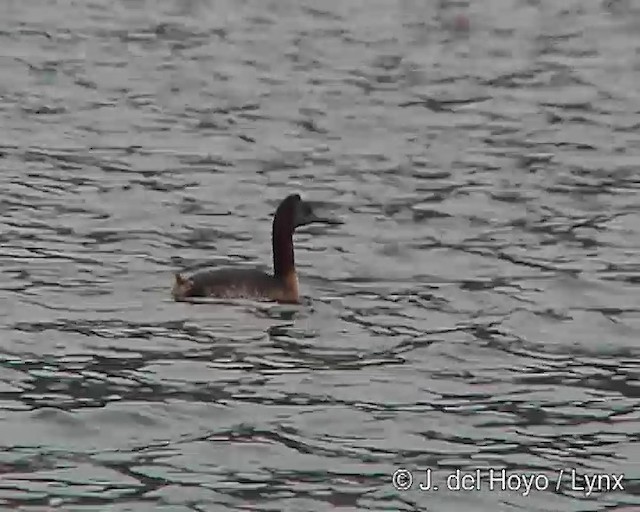 Great Grebe - ML201313011