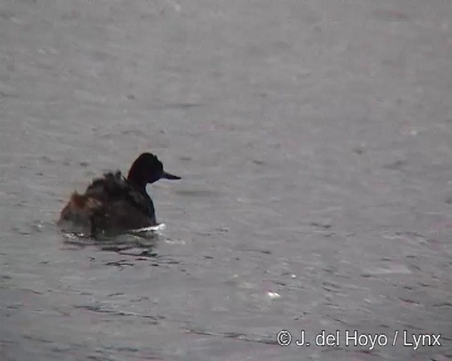 Great Grebe - ML201313021