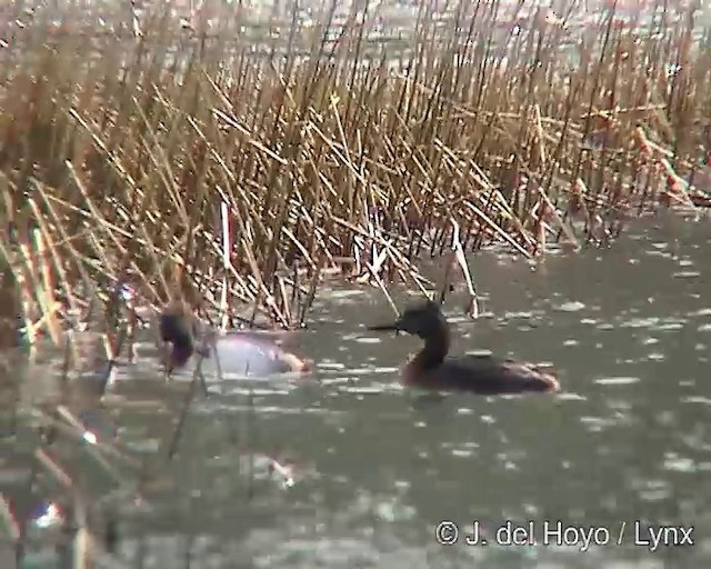 Great Grebe - ML201313031