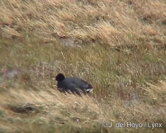 White-winged Coot - ML201313101