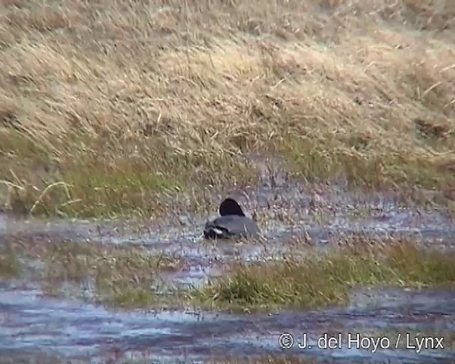 gulpannesothøne - ML201313111