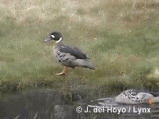 Spectacled Duck - ML201313121