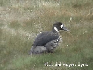 Spectacled Duck - ML201313131