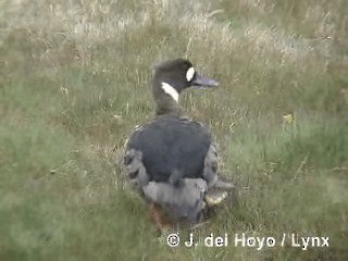 Spectacled Duck - ML201313141