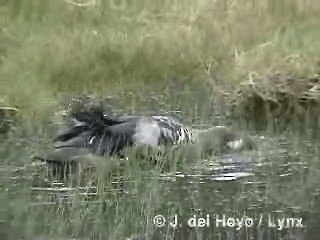 Spectacled Duck - ML201313151