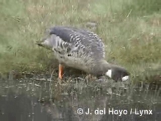 Spectacled Duck - ML201313161