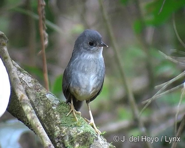 Brasilia Tapaculo - ML201313241