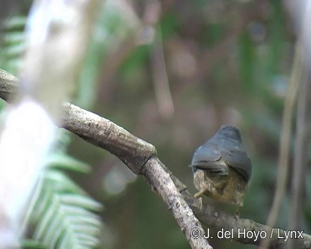 Brasilia Tapaculo - ML201313261