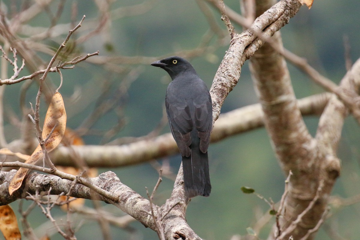 South Melanesian Cuckooshrike - Tommy Pedersen