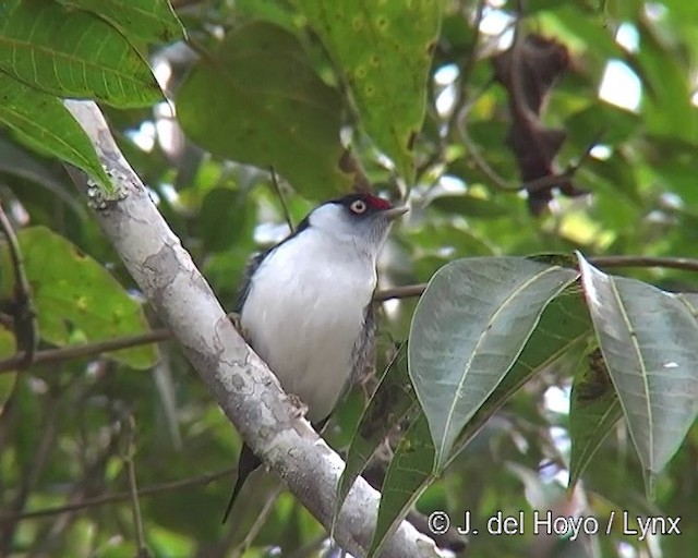 İğne Kuyruklu Manakin - ML201313421