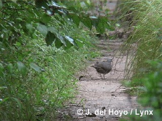 Gray-fronted Quail-Dove - ML201313501