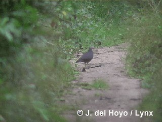 Gray-fronted Quail-Dove - ML201313511