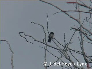 Küba Arı Kolibrisi - ML201313531
