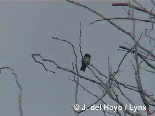 Bee Hummingbird - ML201313531