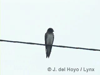 キューバムラサキツバメ - ML201313561