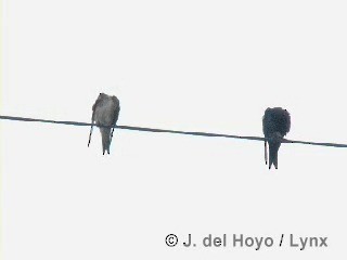 キューバムラサキツバメ - ML201313581