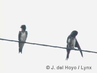 キューバムラサキツバメ - ML201313591