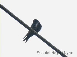 キューバムラサキツバメ - ML201313601