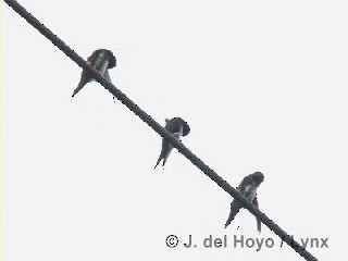 キューバムラサキツバメ - ML201313611