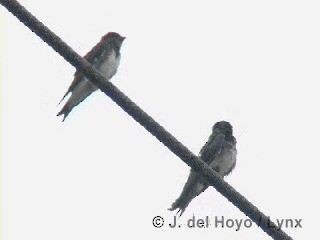 キューバムラサキツバメ - ML201313621