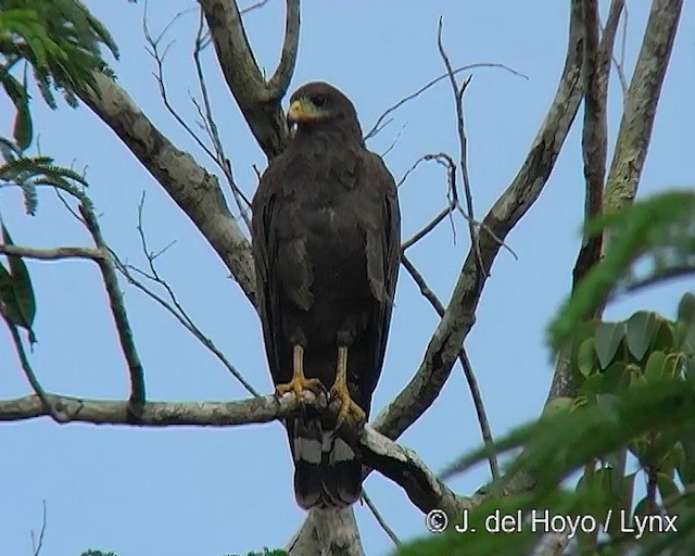 Cuban Black Hawk - ML201313681