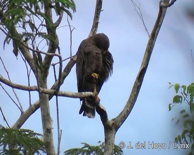 Cuban Black Hawk - ML201313691