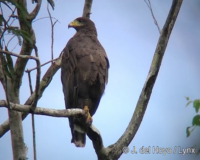 Cuban Black Hawk - ML201313701