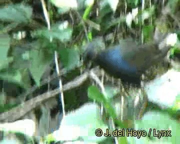 Purple Gallinule - ML201313821