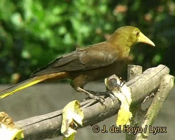 Cacique Dorsirrufo (grupo angustifrons) - ML201313841