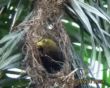 Russet-backed Oropendola (Russet-backed) - ML201313851