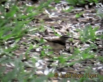 Flusswaldsänger (rivularis) - ML201313861