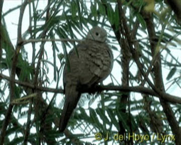 Zebra Dove - ML201313891