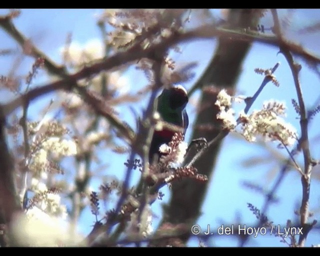 Abyssinian Sunbird - ML201313961