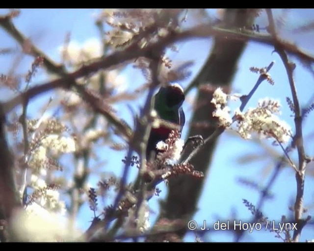 Shining Sunbird - ML201313961