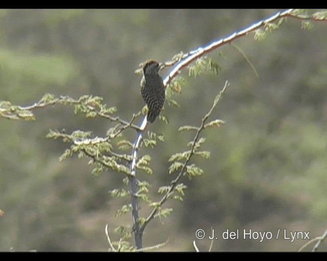 Cardinal Woodpecker - ML201314021