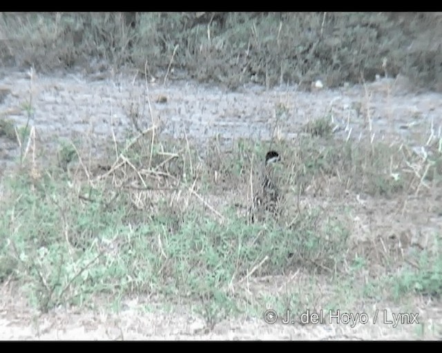 Crested Francolin (Crested) - ML201314061