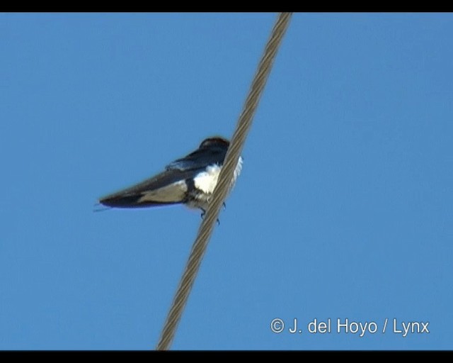 Hirondelle à longs brins - ML201314081