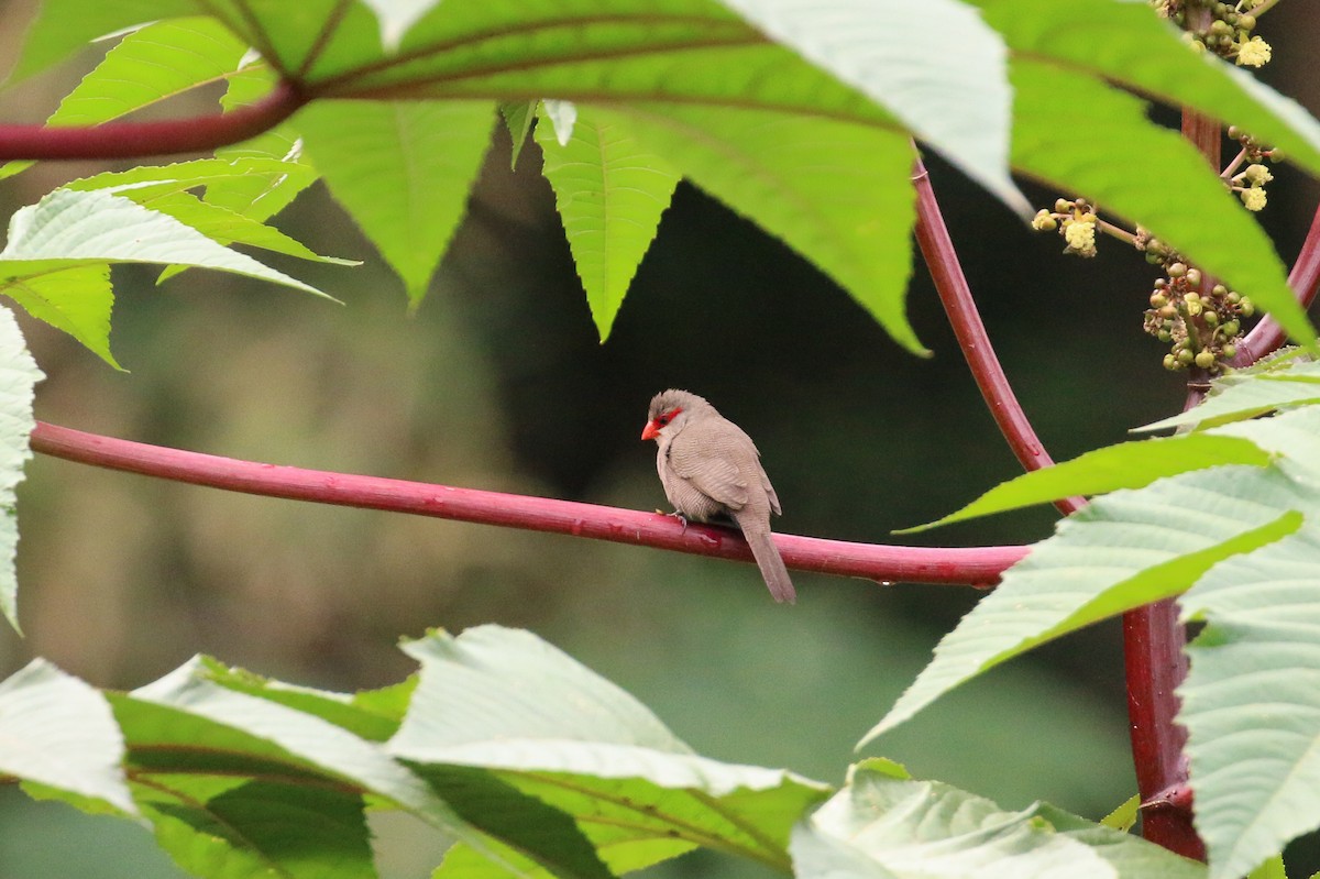 Common Waxbill - ML20131411