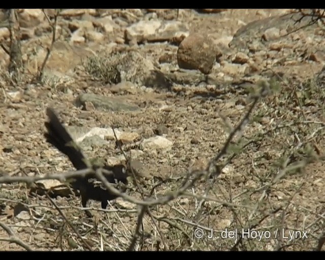 Rüppell's Starling - ML201314111