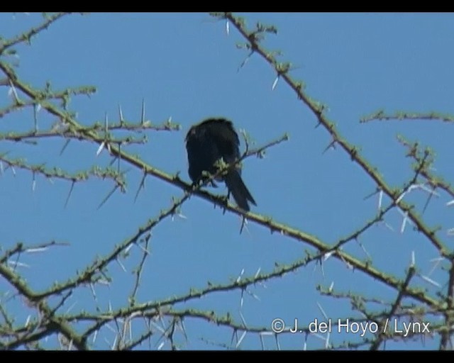 Rüppell's Starling - ML201314121