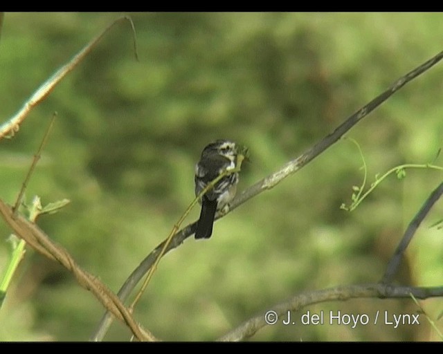 Masked Shrike - ML201314141