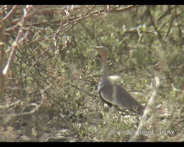 Buff-crested Bustard - ML201314161