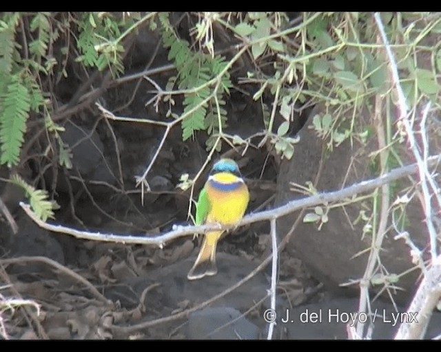 Ethiopian Bee-eater - ML201314201