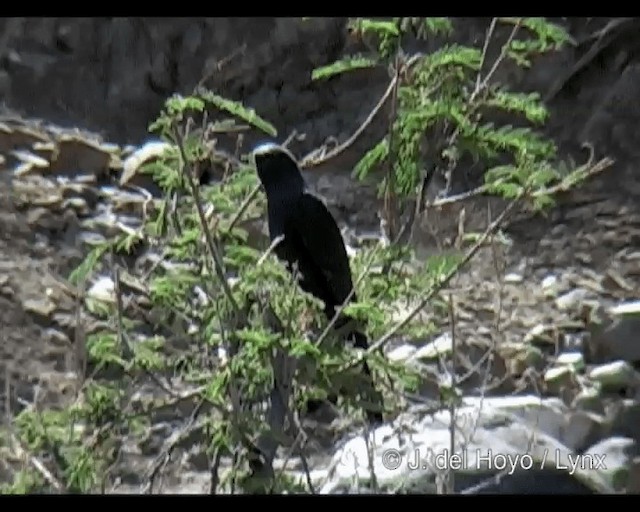 Gabar Goshawk - ML201314211