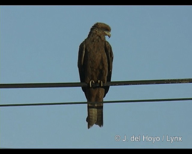 Black Kite (Black) - ML201314221