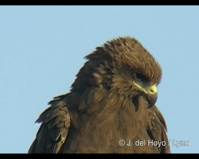 トビ（migrans グループ） - ML201314231