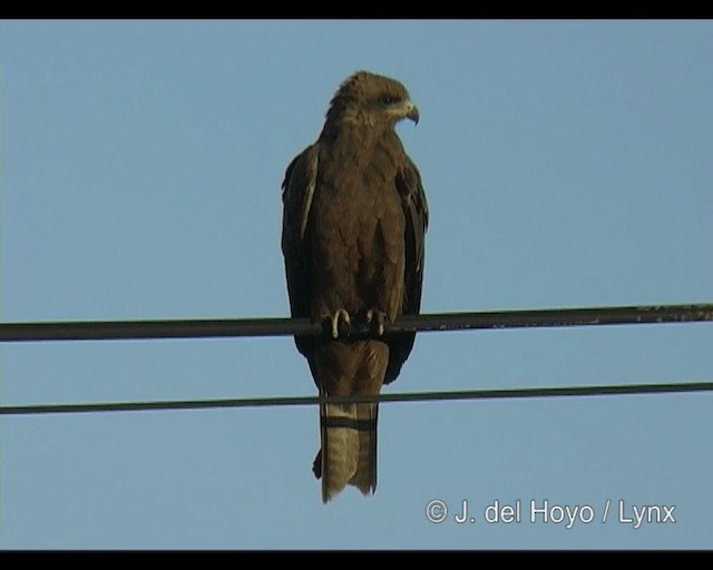 luňák hnědý [skupina migrans] - ML201314241