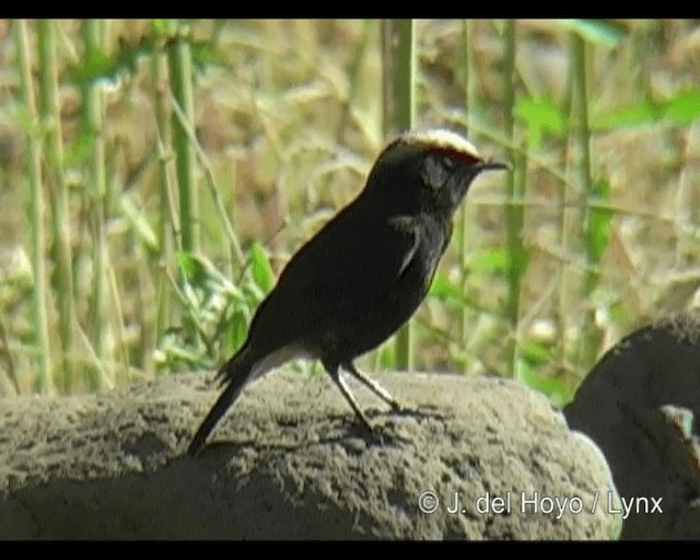 Abyssinian Wheatear - ML201314261